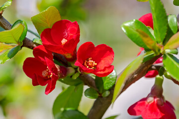 Czerwone kwiaty ciernistego krzaka. Słoneczny kwietniowy poranek w parku miejskim - pięknie kwitnące rośliny. - obrazy, fototapety, plakaty