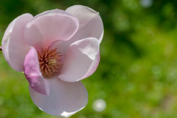 Piękny różowy kwiat magnolii. Park miejski w kwietniu. Pięknie pachnący i wyglądający kwiat drzewa ozdobnego. Różowy kwiat na tle zielonych drzew. - obrazy, fototapety, plakaty