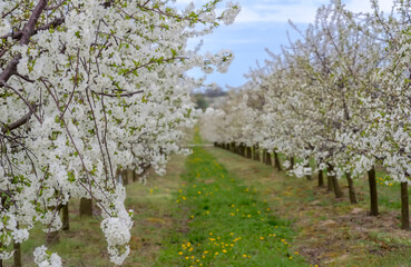 Kwitnący sad wiśniowy na zboczu wzgórza. Kwietniowe popołudnie w wiśniowym sadzie ozdobionym falą białych kwiatów „gardzących śmiercią” (bushido). - obrazy, fototapety, plakaty