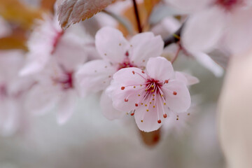 Różowe ozdobne kwiaty śliwkowe. Wiosenny kwietniowy poranek. Wiosna w mieście kwitnącym kolorowymi kwiatami drzew ozdobnych. - obrazy, fototapety, plakaty