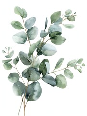 watercolor, paint, eucalyptus, leave, green, botanical, nature, plant, leaf, foliage, texture, detail, light, serene, water, leafy, distinct, design, simple, shadow, abstract, greenery, pattern