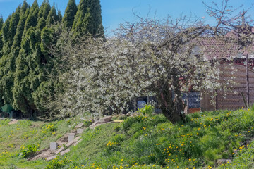 Kwitnące drzewo owocowe, zniszczone trudnymi warunkami, osiągnęło formę przypominającą bonsai. Wiosenna zieleń trawy i biel kwiatów drzew owocowych w wiosenny poranek. - obrazy, fototapety, plakaty