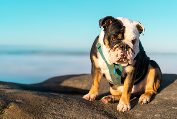 Sad Black tri-color English British Bulldog Dog in harness out for  walk sitting on top of...