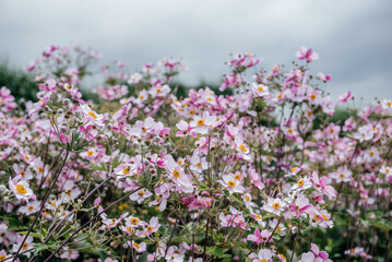 Pale Pink Anemone Flowers Against Soft Background