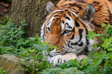 Fototapeta na wymiar A tiger in a zoo in the Netherlands