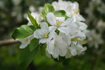 Kwitnące kwiaty jabłoni na gałęzi. Zbliżenie pachnących różowych kwiatów jabłoni. Wiosenne kwiatki na jabłonce.   © Currentofimages