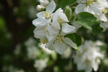 Kwitnące kwiaty jabłoni na gałęzi. Zbliżenie pachnących różowych kwiatów jabłoni. Wiosenne kwiatki na jabłonce.   © Currentofimages