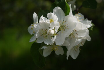 Kwitnące kwiaty jabłoni na gałęzi. Zbliżenie pachnących różowych kwiatów jabłoni. Wiosenne kwiatki na jabłonce.	
