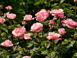 Varietal elite roses bloom in Rosengarten Volksgarten in Vienna. Pink Grandiflora rose flowers