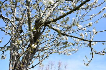 D&eacute;tail de cerisier en fleur