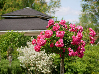 Varietal elite roses bloom in Blumengarten Hirschstetten in Vienna. Pink Polyantha rose flowers