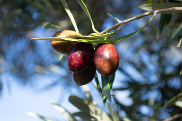 Aceitunas para aceite de oliva maduras