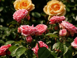 Varietal elite roses bloom in Rosengarten Volksgarten in Vienna. Pink and yellow Floribunda rose...