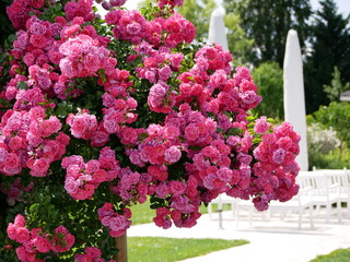 Varietal elite roses bloom in Blumengarten Hirschstetten in Vienna. Pink Polyantha rose flowers