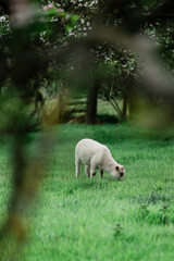 agneau qui broute © Maud