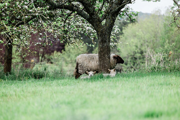 Fototapeta premium Mouton et ses 2 bébés