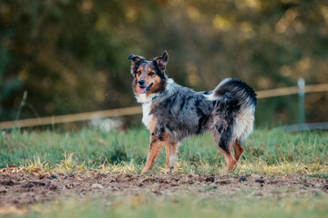 Australian Shepherd