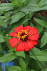 A Picture of Elegant Red Zinnia Flower with Green Leaf Background
