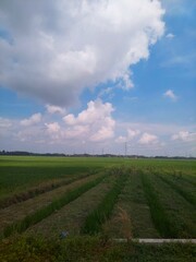 green rice field and sky