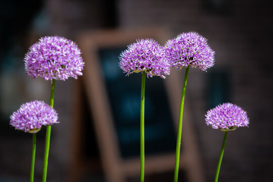 Purple flowers in front of a shop sign