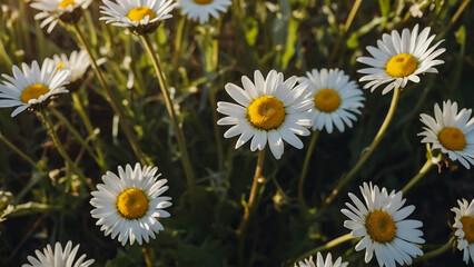 Leucanthemum vulgare, the ox-eye daisy, or oxeye daisy is widely cultivated and available as a perennial flowering ornamental plant for gardens and designed meadow landscapes

