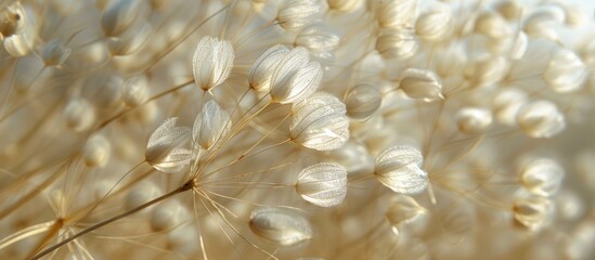 White Flowered Pappus Plant Close-Up