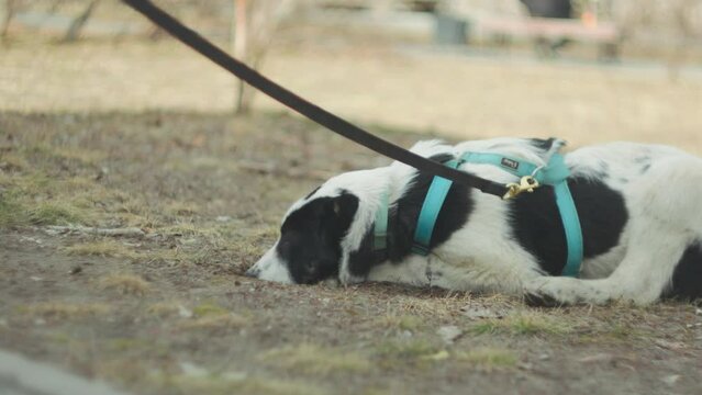 Striking black and white dog alabai struts confidently in a vibrant blue harness, digging a hole