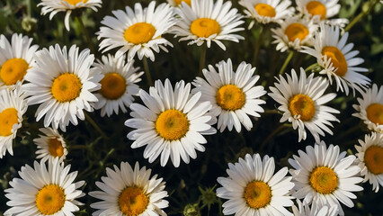 Leucanthemum vulgare, the ox-eye daisy, or oxeye daisy is widely cultivated and available as a perennial flowering ornamental plant for gardens and designed meadow landscapes
