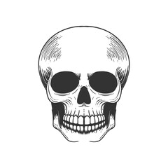 Vintage Retro Human Skulls on white background Illustration