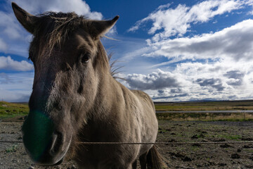 Horse looking into the camera