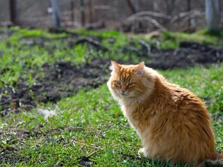 A ginger cat seating outdoors. Springtime