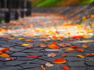 落葉の散歩道