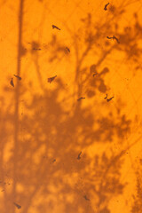 Forma de plantas a través de una tela o superficie naranja, sombra de plantas, luz de día, sombra...