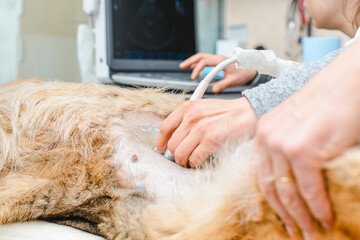Dog having ultrasound scan in a vet clinic. Veterinarian. A pregnant dog is examined in an animal hospital. Closeup.