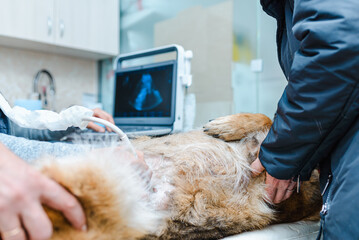 A pregnant dog is examined in an animal hospital. Dog having ultrasound scan in a vet clinic....