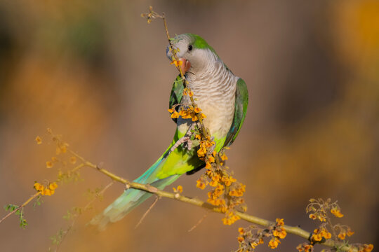 Parakeet perched on a bush with red berries , La Pampa, Patagonia, Argentina