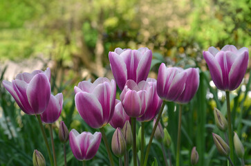 Family of blooming  'flaming prince' tulips. Beautiful variegated purple and white tulips bloom on flowerbed in spring.Gardening concept. Free copy space.