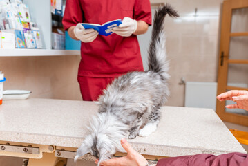 The vet verifies the kitten's pedigree at the vet office.