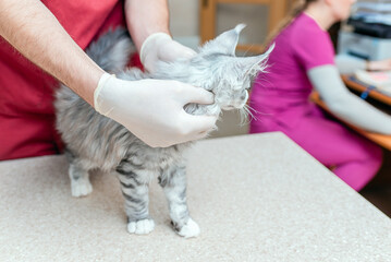Young kitten Siberian Maine Coon purebred cat examined by a veterinarian in a veterinary animal...
