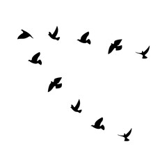 Vector illustration of flock of birds on transparent background 