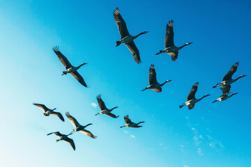 Fototapeta premium Flock of migration Birds Flying Through Blue Sky. AI generative 