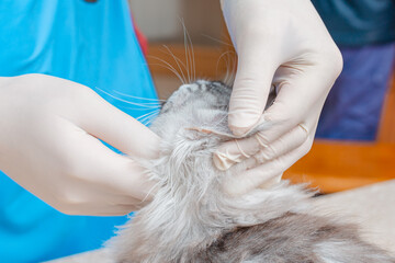 At the veterinary clinic, the veterinarian examines the ears of a purebred kitten.