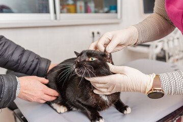 At the veterinary clinic, the veterinarian examines the ears of a black cat.