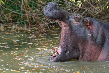 Yawning Hippo