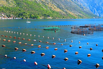 Aqua farm in the Bay of Kotor of the Adriatic Sea for growing fish, oysters and mussels