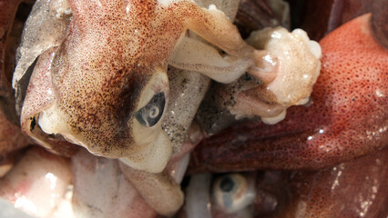 Close up uncleaned and unwashed calamari squid inside box. Selective focused.