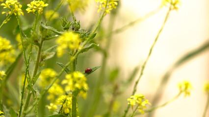 Seven-spotted ladybug (Coccinella septempunctata) on the top of green leaf with blurred background...