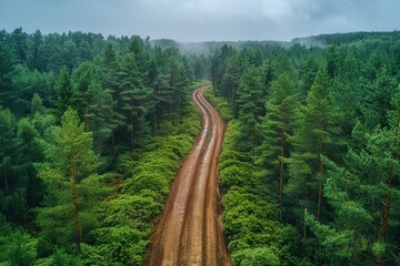 A winding muddy road stretches through a bright green forest on a cloudy day, inviting adventure