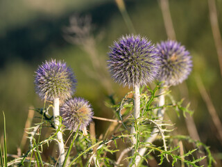 Obraz premium Southern Urals, blooming southern globethistle (Echinops ritro) in the mountains.