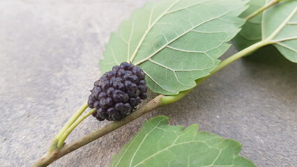 blackberry on a tree